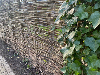 Wilgentakken - Bundel 25 stuks - Lengte 3 meter - Wilgentenen Diameter 1-2 cm