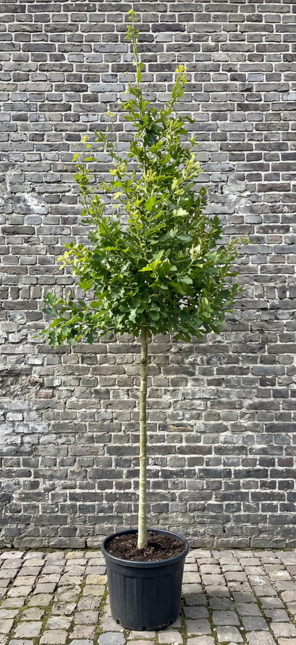 Wintereik - Quercus petraea