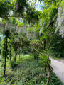 Witte Blauweregen - Wisteria Floribunda (sinensis) 'alba' Witte Blauweregen - Wisteria Floribunda (sinensis) 'alba'