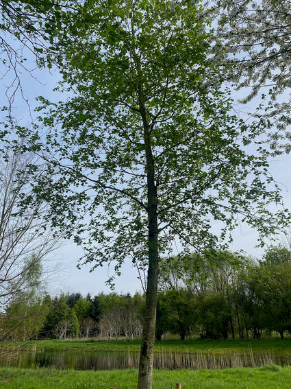 Witte els - Alnus incana