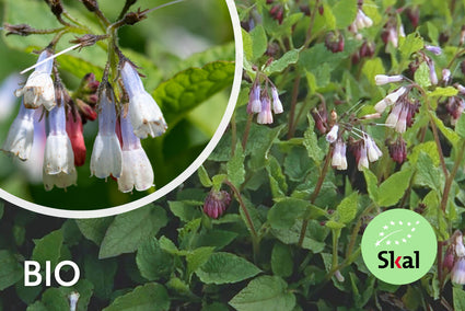 Biologische Smeerwortel - Symphytum grandiflorum 'Wisley Blue'