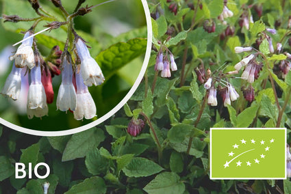 Biologische Smeerwortel - Symphytum grandiflorum 'Wisley Blue'