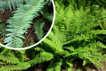 Zachte naaldvaren (wintergroen) - Polystichum setiferum