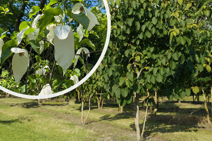 Vaantjesboom - Davidia involucrata var. vilmoriniana