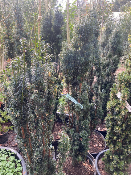 Groene taxus - Taxus baccata 'Fastigiata' (zuilvorm)