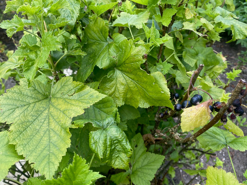 Zwarte bes - Ribes nigrum 'Titania' Zwarte bes - Ribes nigrum 'Titania'