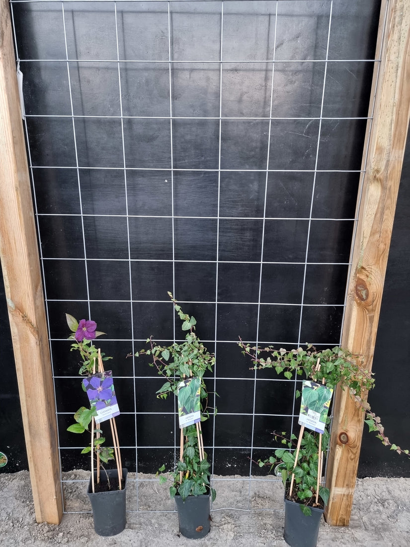 105cm breed en 180 cm hoog - i.c.m. geimpregneerde palen (advies: 3 klimplanten per trellis) 105cm breed en 180 cm hoog - i.c.m. geimpregneerde palen (advies: 3 klimplanten per trellis)
