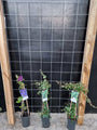 105cm breed en 180 cm hoog - i.c.m. geimpregneerde palen (advies: 3 klimplanten per trellis) 105cm breed en 180 cm hoog - i.c.m. geimpregneerde palen (advies: 3 klimplanten per trellis)
