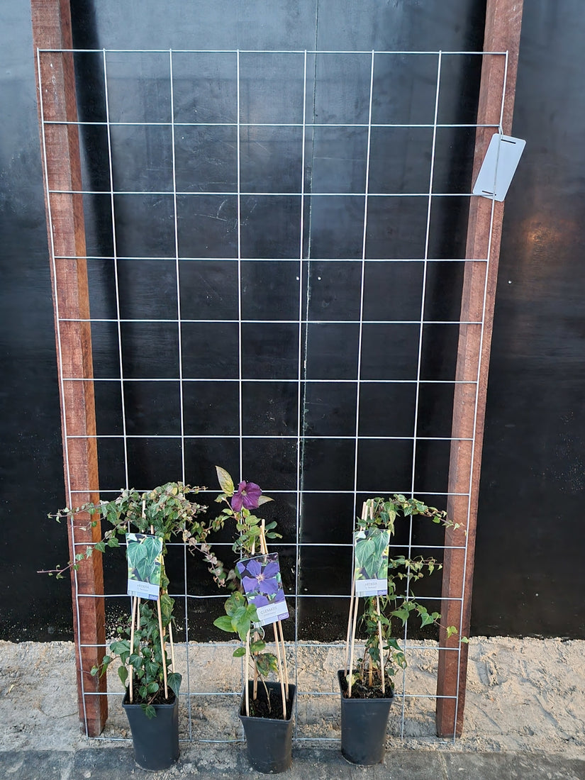 105cm breed en 180cm hoog - i.c.m. hardhout palen (advies: 3 klimplanten per trellis) 105cm breed en 180cm hoog - i.c.m. hardhout palen (advies: 3 klimplanten per trellis)