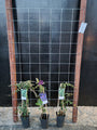 105cm breed en 180cm hoog - i.c.m. hardhout palen (advies: 3 klimplanten per trellis) 105cm breed en 180cm hoog - i.c.m. hardhout palen (advies: 3 klimplanten per trellis)