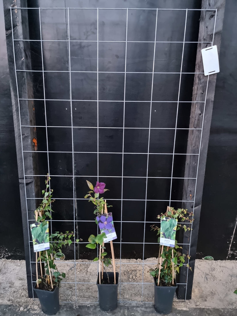 105cm breed en 180cm hoog - i.c.m. zwarte palen (advies: 3 klimplanten per trellis) 105cm breed en 180cm hoog - i.c.m. zwarte palen (advies: 3 klimplanten per trellis)