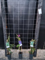 105cm breed en 180cm hoog - i.c.m. zwarte palen (advies: 3 klimplanten per trellis) 105cm breed en 180cm hoog - i.c.m. zwarte palen (advies: 3 klimplanten per trellis)