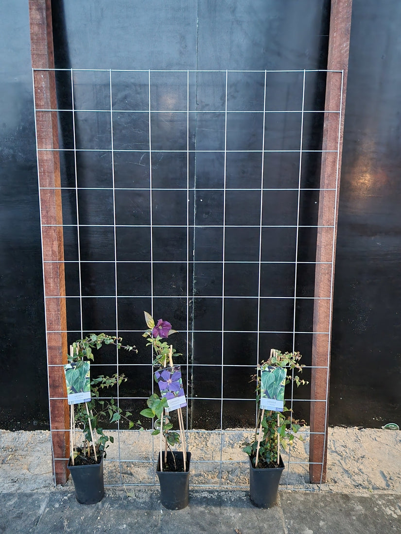 120cm breed en 180cm hoog - i.c.m. hardhout palen (advies: 3 klimplanten per trellis) 120cm breed en 180cm hoog - i.c.m. hardhout palen (advies: 3 klimplanten per trellis)