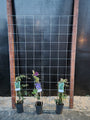 120cm breed en 180cm hoog - i.c.m. hardhout palen (advies: 3 klimplanten per trellis) 120cm breed en 180cm hoog - i.c.m. hardhout palen (advies: 3 klimplanten per trellis)