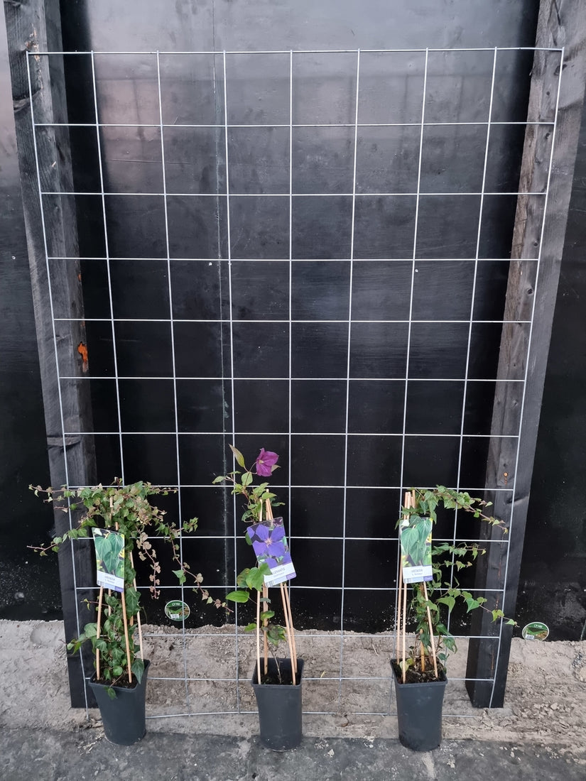 120cm breed en 180cm hoog - i.c.m. zwarte palen (advies: 3 klimplanten per trellis) 120cm breed en 180cm hoog - i.c.m. zwarte palen (advies: 3 klimplanten per trellis)