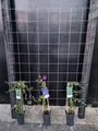 120cm breed en 180cm hoog - i.c.m. zwarte palen (advies: 3 klimplanten per trellis) 120cm breed en 180cm hoog - i.c.m. zwarte palen (advies: 3 klimplanten per trellis)