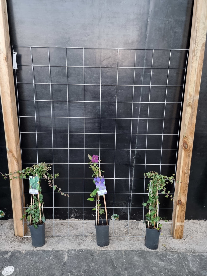 150cm breed en 180cm hoog - i.c.m. geimpregneerde palen (advies: 3 klimplanten per trellis) 150cm breed en 180cm hoog - i.c.m. geimpregneerde palen (advies: 3 klimplanten per trellis)