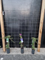 150cm breed en 180cm hoog - i.c.m. geimpregneerde palen (advies: 3 klimplanten per trellis) 150cm breed en 180cm hoog - i.c.m. geimpregneerde palen (advies: 3 klimplanten per trellis)