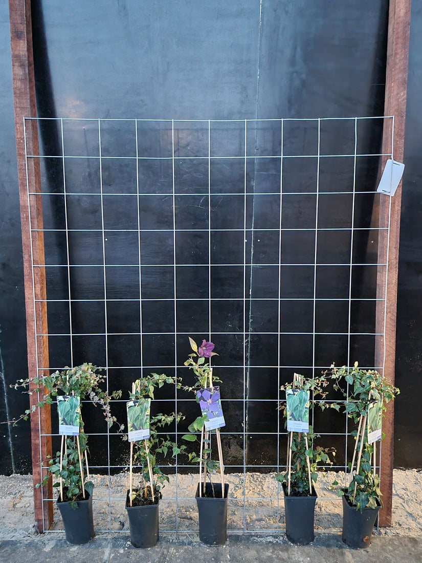 150cm breed en 180cm hoog - i.c.m. hardhout palen (advies: 5 klimplanten per trellis) 150cm breed en 180cm hoog - i.c.m. hardhout palen (advies: 5 klimplanten per trellis)