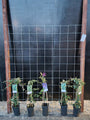 150cm breed en 180cm hoog - i.c.m. hardhout palen (advies: 5 klimplanten per trellis) 150cm breed en 180cm hoog - i.c.m. hardhout palen (advies: 5 klimplanten per trellis)