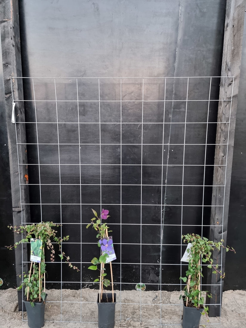 150cm breed en 180cm hoog - i.c.m. zwarte palen (advies: 3 klimplanten per trellis) 150cm breed en 180cm hoog - i.c.m. zwarte palen (advies: 3 klimplanten per trellis)