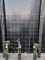 150cm breed en 180cm hoog - i.c.m. zwarte palen (advies: 3 klimplanten per trellis) 150cm breed en 180cm hoog - i.c.m. zwarte palen (advies: 3 klimplanten per trellis)