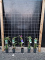 180cm breed en 180cm hoog - i.c.m. geimpregneerde palen (advies: 5 klimplanten per trellis) 180cm breed en 180cm hoog - i.c.m. geimpregneerde palen (advies: 5 klimplanten per trellis)