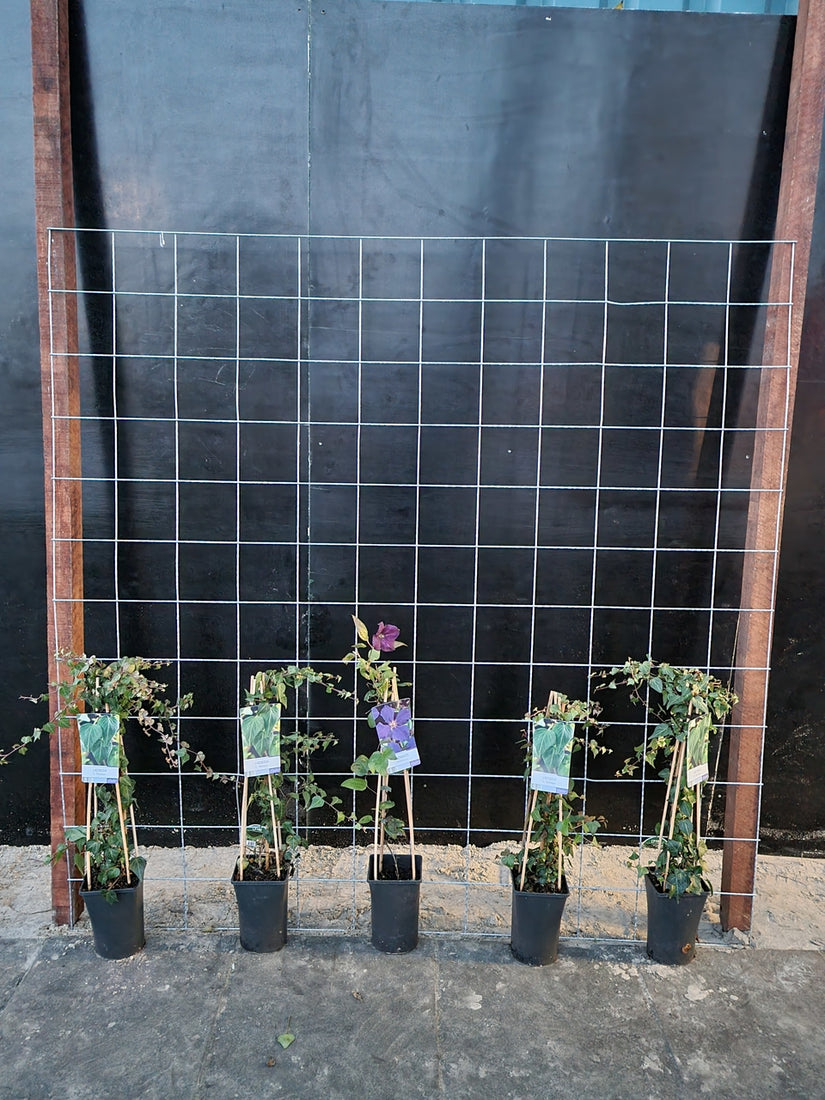 180cm breed en 180cm hoog - i.c.m. hardhout palen (advies: 5 klimplanten per trellis) 180cm breed en 180cm hoog - i.c.m. hardhout palen (advies: 5 klimplanten per trellis)