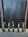 180cm breed en 180cm hoog - i.c.m. hardhout palen (advies: 5 klimplanten per trellis) 180cm breed en 180cm hoog - i.c.m. hardhout palen (advies: 5 klimplanten per trellis)