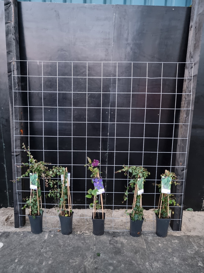 180cm breed en 180cm hoog - i.c.m. zwarte palen (advies: 5 klimplanten per trellis) 180cm breed en 180cm hoog - i.c.m. zwarte palen (advies: 5 klimplanten per trellis)