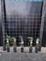 180cm breed en 180cm hoog - i.c.m. zwarte palen (advies: 5 klimplanten per trellis) 180cm breed en 180cm hoog - i.c.m. zwarte palen (advies: 5 klimplanten per trellis)