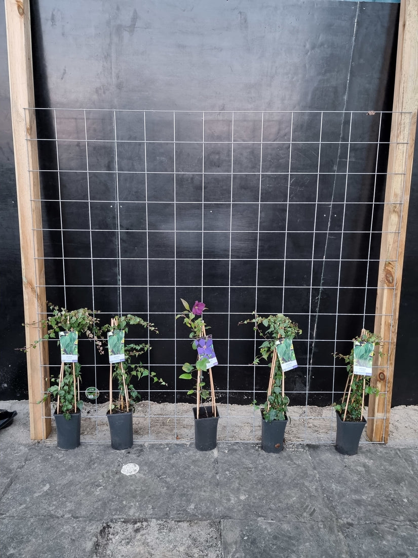195cm breed en 180cm hoog - i.c.m. geimpregneerde palen (advies: 5 klimplanten per trellis) 195cm breed en 180cm hoog - i.c.m. geimpregneerde palen (advies: 5 klimplanten per trellis)