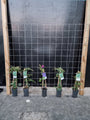 195cm breed en 180cm hoog - i.c.m. geimpregneerde palen (advies: 5 klimplanten per trellis) 195cm breed en 180cm hoog - i.c.m. geimpregneerde palen (advies: 5 klimplanten per trellis)