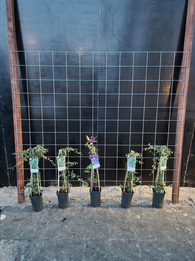 195cm breed en 180cm hoog - i.c.m. hardhout palen (advies: 5 klimplanten per trellis) 195cm breed en 180cm hoog - i.c.m. hardhout palen (advies: 5 klimplanten per trellis)