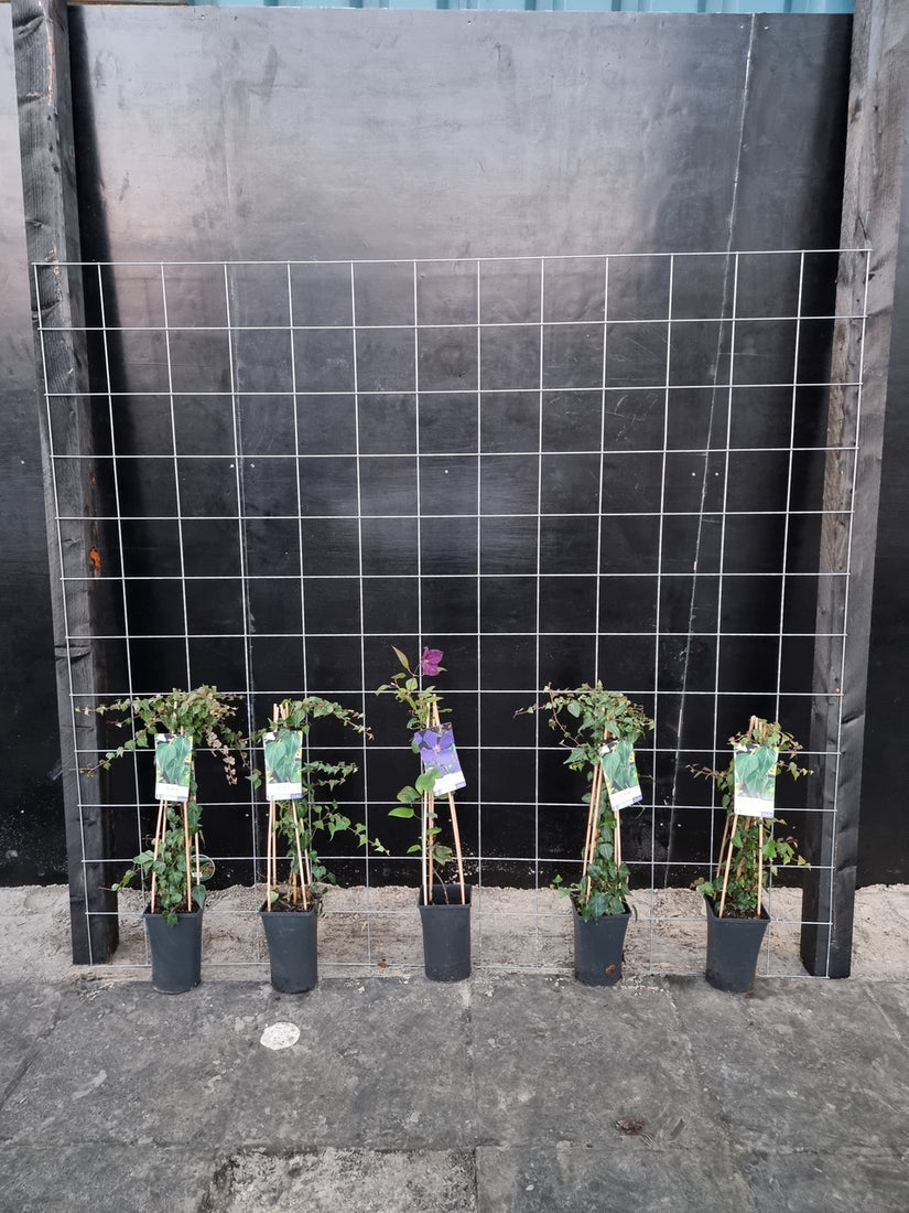 195cm breed en 180cm hoog - i.c.m. zwarte palen (advies: 5 klimplanten per trellis) 195cm breed en 180cm hoog - i.c.m. zwarte palen (advies: 5 klimplanten per trellis)