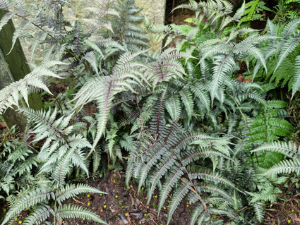 Japanse regenboogvaren - Athyrium
