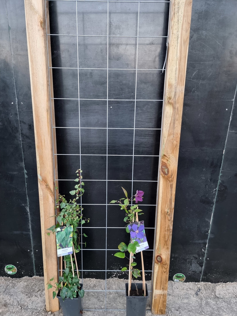 60cm breed en 180cm hoog - i.c.m. geimpregneerde palen (advies: 2 klimplanten per trellis) 60cm breed en 180cm hoog - i.c.m. geimpregneerde palen (advies: 2 klimplanten per trellis)