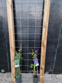 60cm breed en 180cm hoog - i.c.m. geimpregneerde palen (advies: 2 klimplanten per trellis) 60cm breed en 180cm hoog - i.c.m. geimpregneerde palen (advies: 2 klimplanten per trellis)
