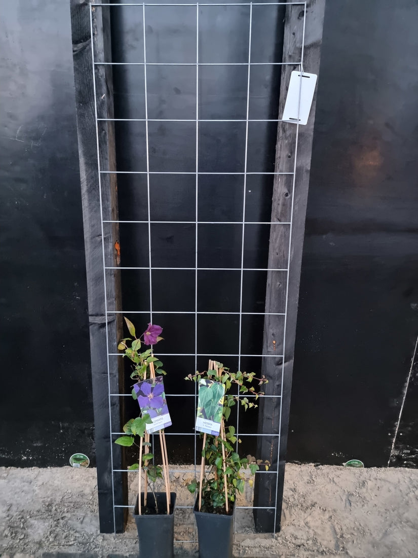 60cm breed en 180cm hoog - i.c.m. zwarte palen (advies: 2 klimplanten per trellis) 60cm breed en 180cm hoog - i.c.m. zwarte palen (advies: 2 klimplanten per trellis)