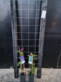 60cm breed en 180cm hoog - i.c.m. zwarte palen (advies: 2 klimplanten per trellis) 60cm breed en 180cm hoog - i.c.m. zwarte palen (advies: 2 klimplanten per trellis)
