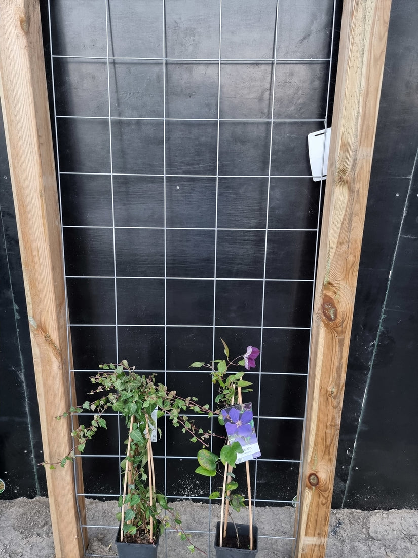 75cm breed en 180cm hoog - i.c.m. geimpregneerde palen (advies: 2 klimplanten per trellis) 75cm breed en 180cm hoog - i.c.m. geimpregneerde palen (advies: 2 klimplanten per trellis)