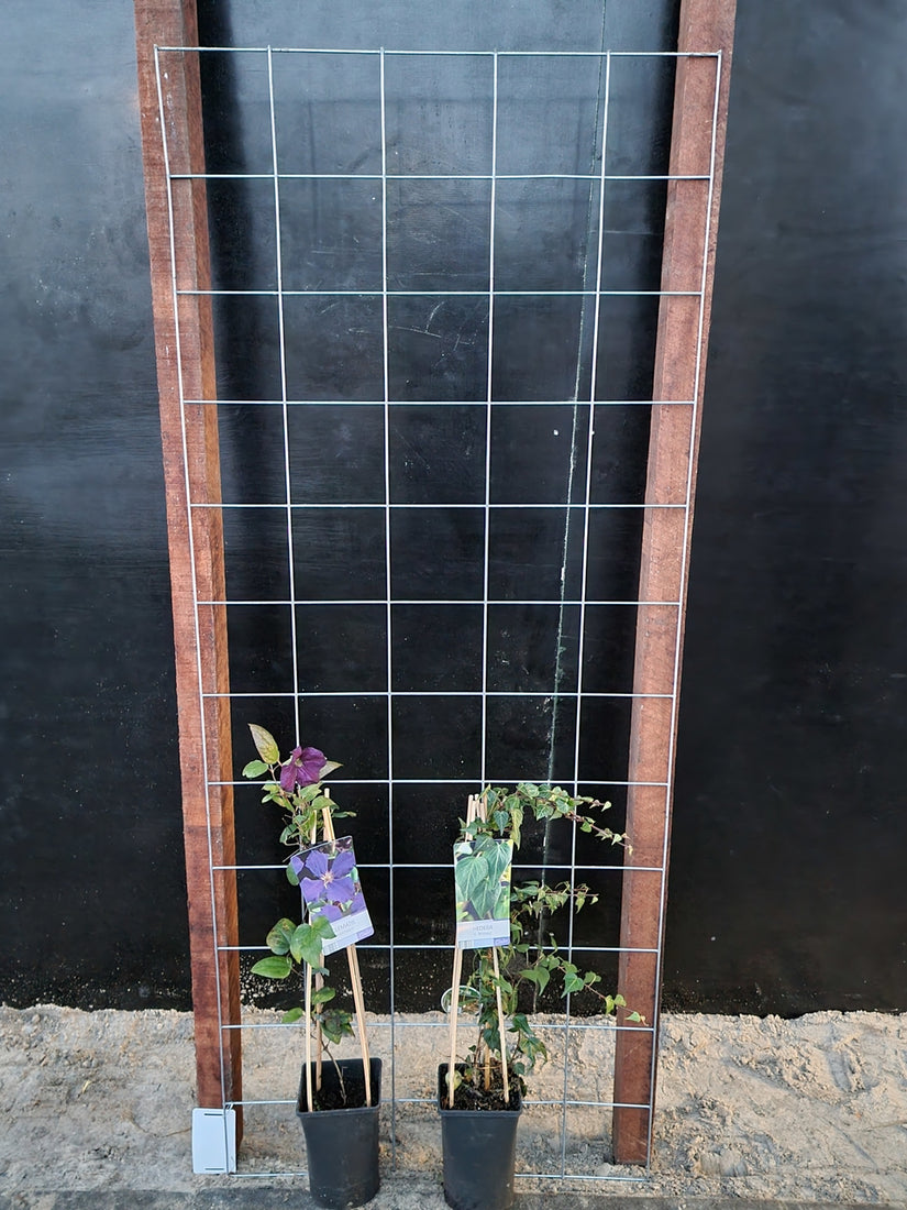 75cm breed en 180cm hoog - i.c.m. hardhout palen (advies: 2 klimplanten per trellis) 75cm breed en 180cm hoog - i.c.m. hardhout palen (advies: 2 klimplanten per trellis)