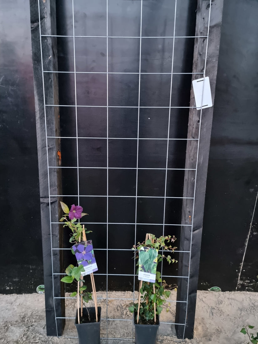 75cm breed en 180cm hoog - i.c.m. zwarte palen (advies: 2 klimplanten per trellis) 75cm breed en 180cm hoog - i.c.m. zwarte palen (advies: 2 klimplanten per trellis)