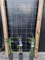 90cm breed en 180cm hoog - i.c.m. geimpregneerde palen (advies: 3 klimplanten per trellis) 90cm breed en 180cm hoog - i.c.m. geimpregneerde palen (advies: 3 klimplanten per trellis)