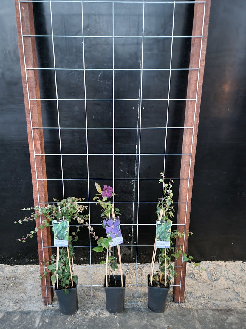 90cm breed en 180cm hoog - i.c.m. hardhout palen (advies: 3 klimplanten per trellis) 90cm breed en 180cm hoog - i.c.m. hardhout palen (advies: 3 klimplanten per trellis)
