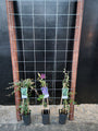 90cm breed en 180cm hoog - i.c.m. hardhout palen (advies: 3 klimplanten per trellis) 90cm breed en 180cm hoog - i.c.m. hardhout palen (advies: 3 klimplanten per trellis)