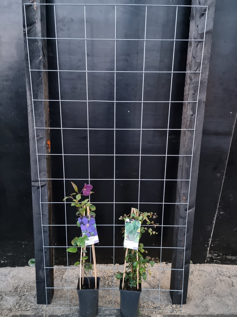 90cm breed en 180cm hoog - i.c.m. zwarte palen (advies: 3 klimplanten per trellis) 90cm breed en 180cm hoog - i.c.m. zwarte palen (advies: 3 klimplanten per trellis)