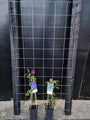 90cm breed en 180cm hoog - i.c.m. zwarte palen (advies: 3 klimplanten per trellis) 90cm breed en 180cm hoog - i.c.m. zwarte palen (advies: 3 klimplanten per trellis)