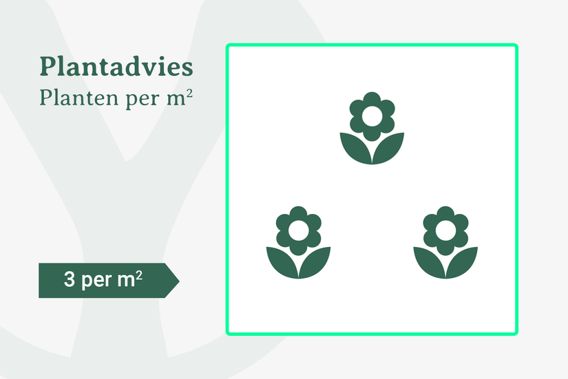 Plantadvies bij 3 planten per m2 Plantadvies bij 3 planten per m2