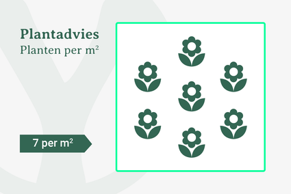 Plantadvies - 7 planten per m2